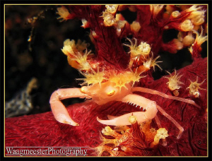 Small Soft Coral Crab - Tulamben, Bali (Canon G9, Inon D2... by Marco Waagmeester 